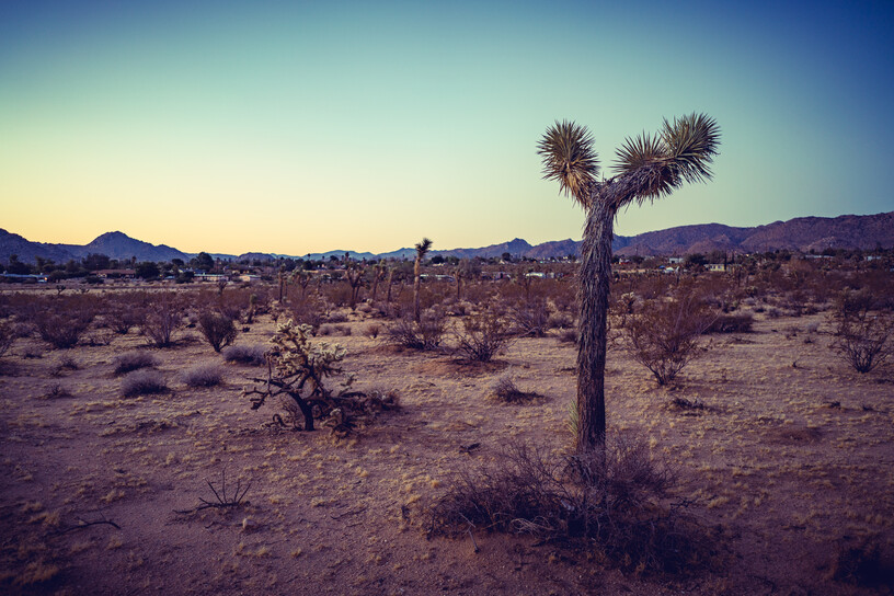 Joshua Tree