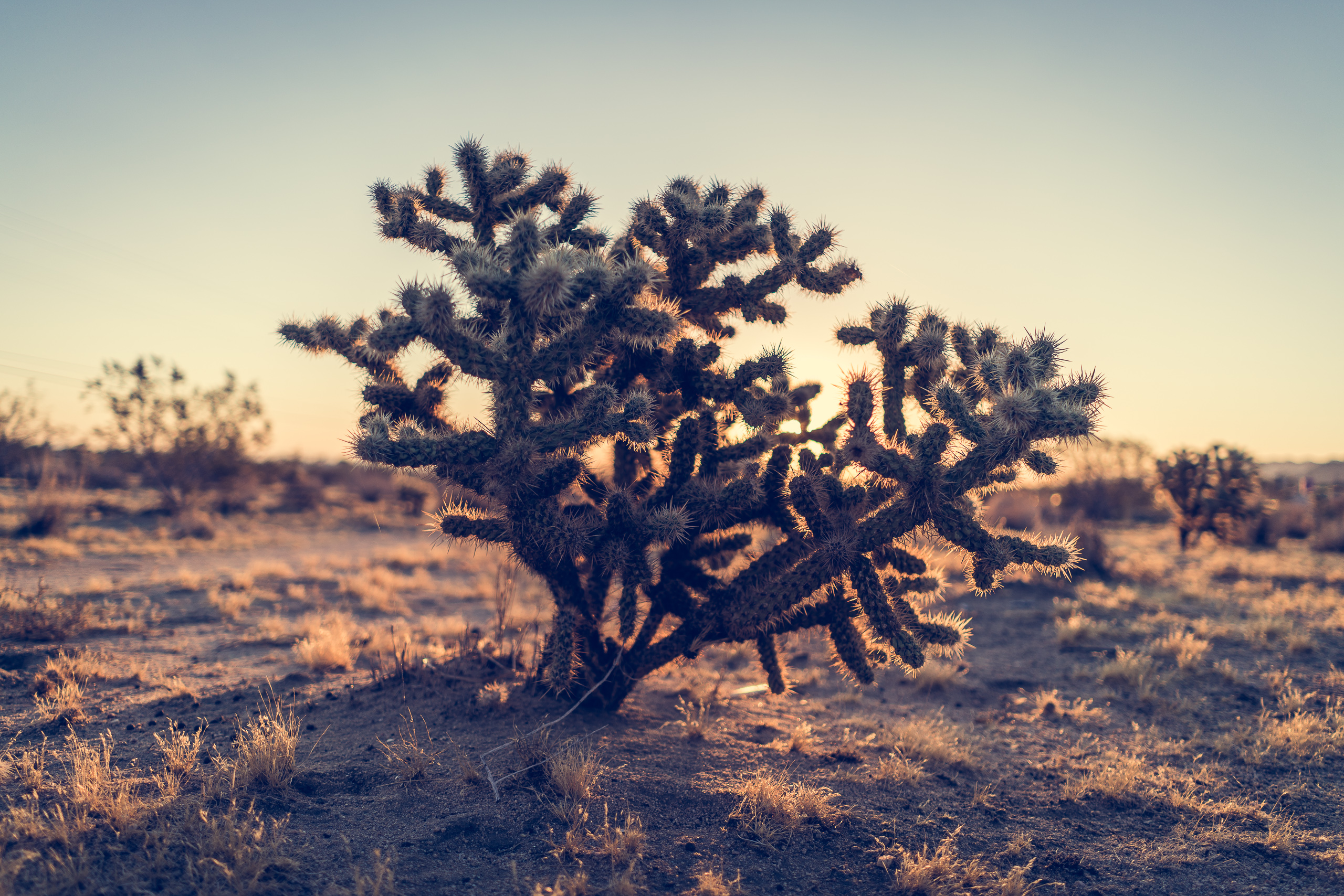 Joshua Tree — photograph 4 of 26, travel photography by Robert Bucher