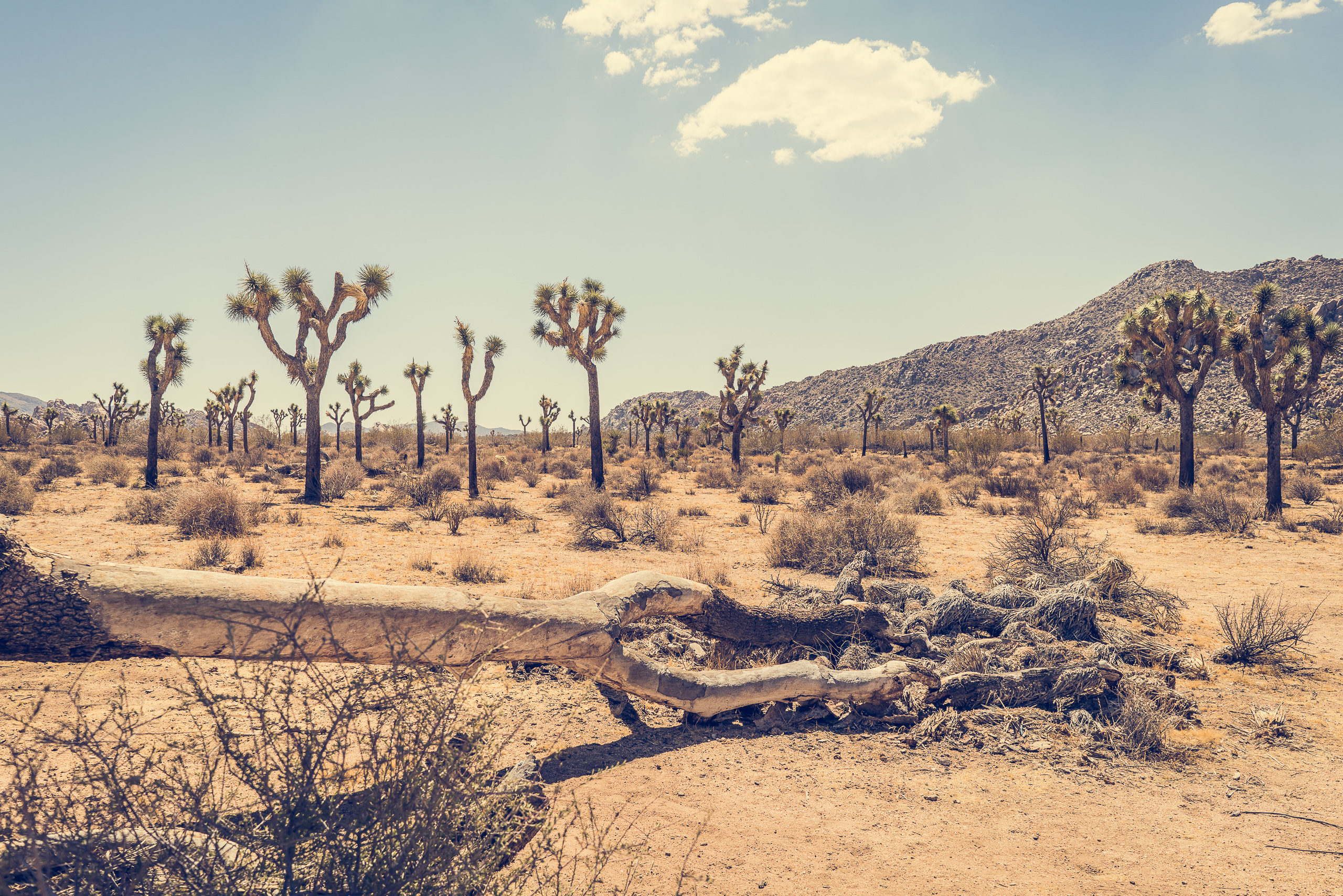 Joshua Tree — photograph 1 of 26, travel photography by Robert Bucher