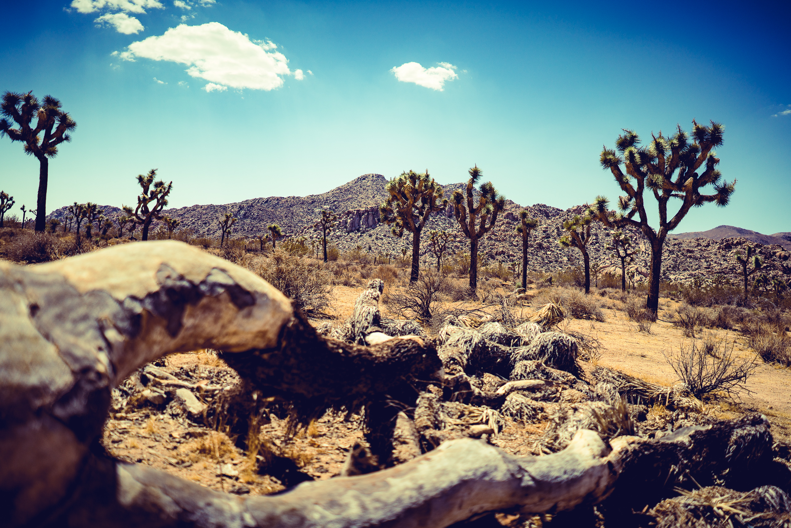 Joshua Tree — photograph 7 of 26, travel photography by Robert Bucher