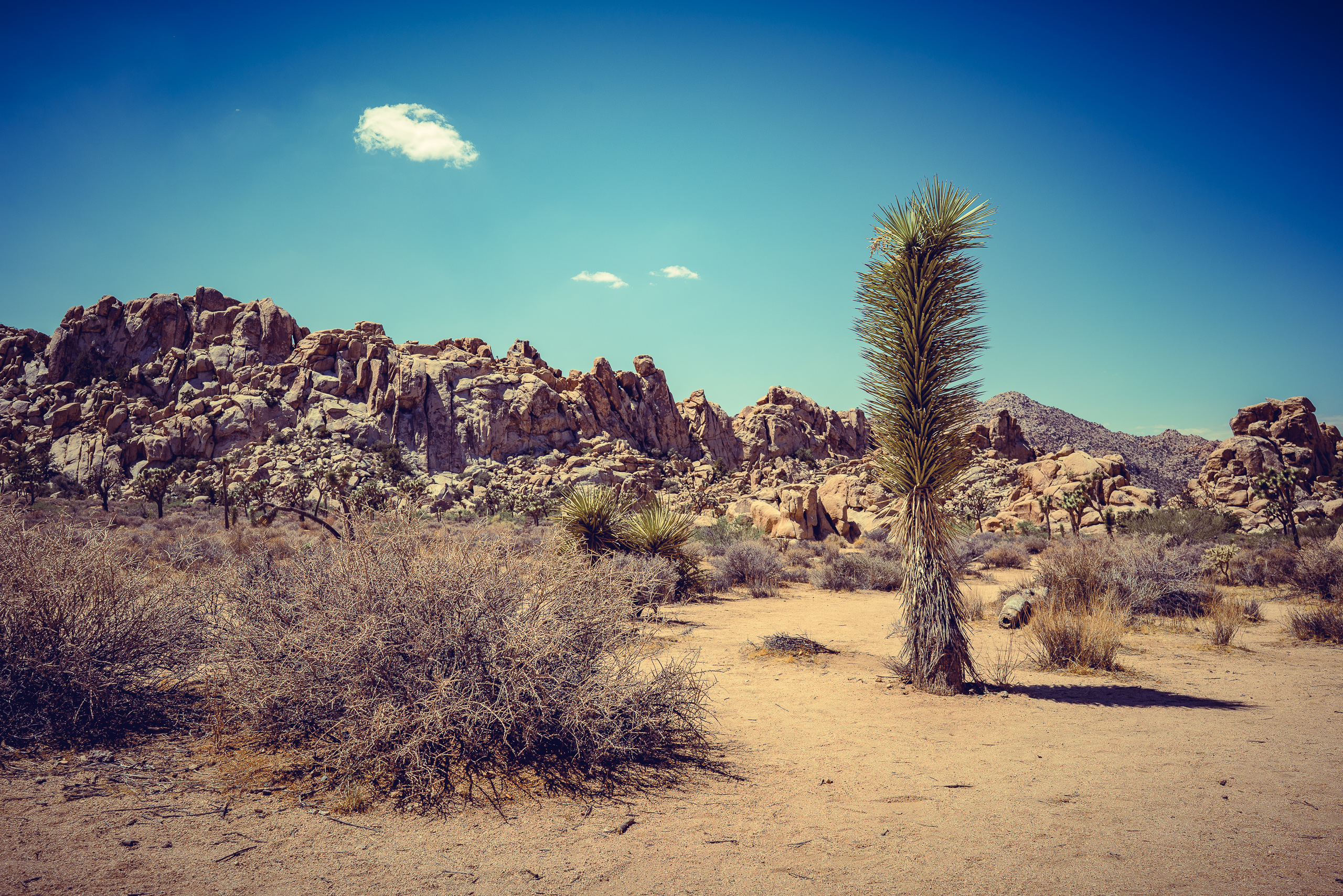 Joshua Tree — photograph 14 of 26, travel photography by Robert Bucher