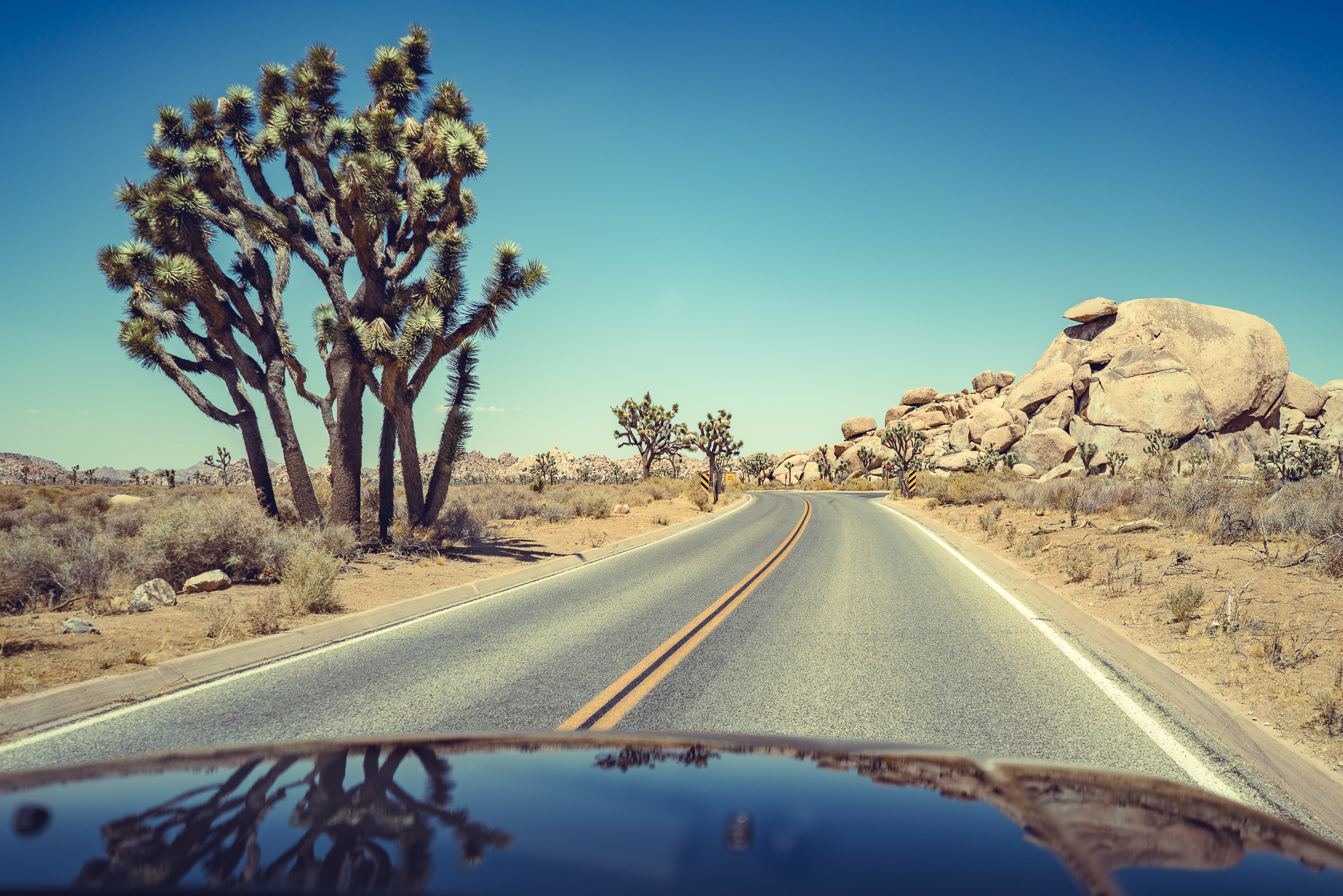 Joshua Tree — photograph 25 of 26, travel photography by Robert Bucher