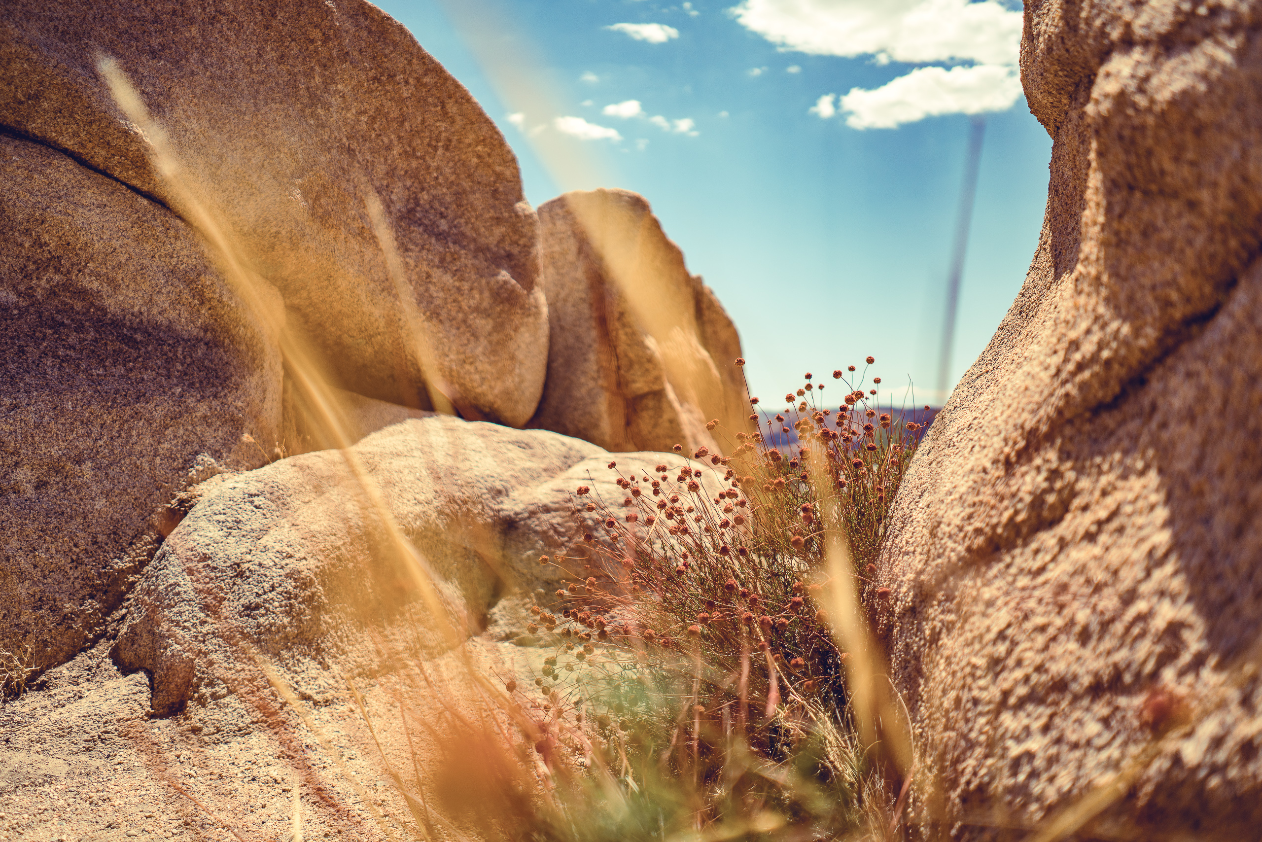 Joshua Tree — photograph 19 of 26, travel photography by Robert Bucher