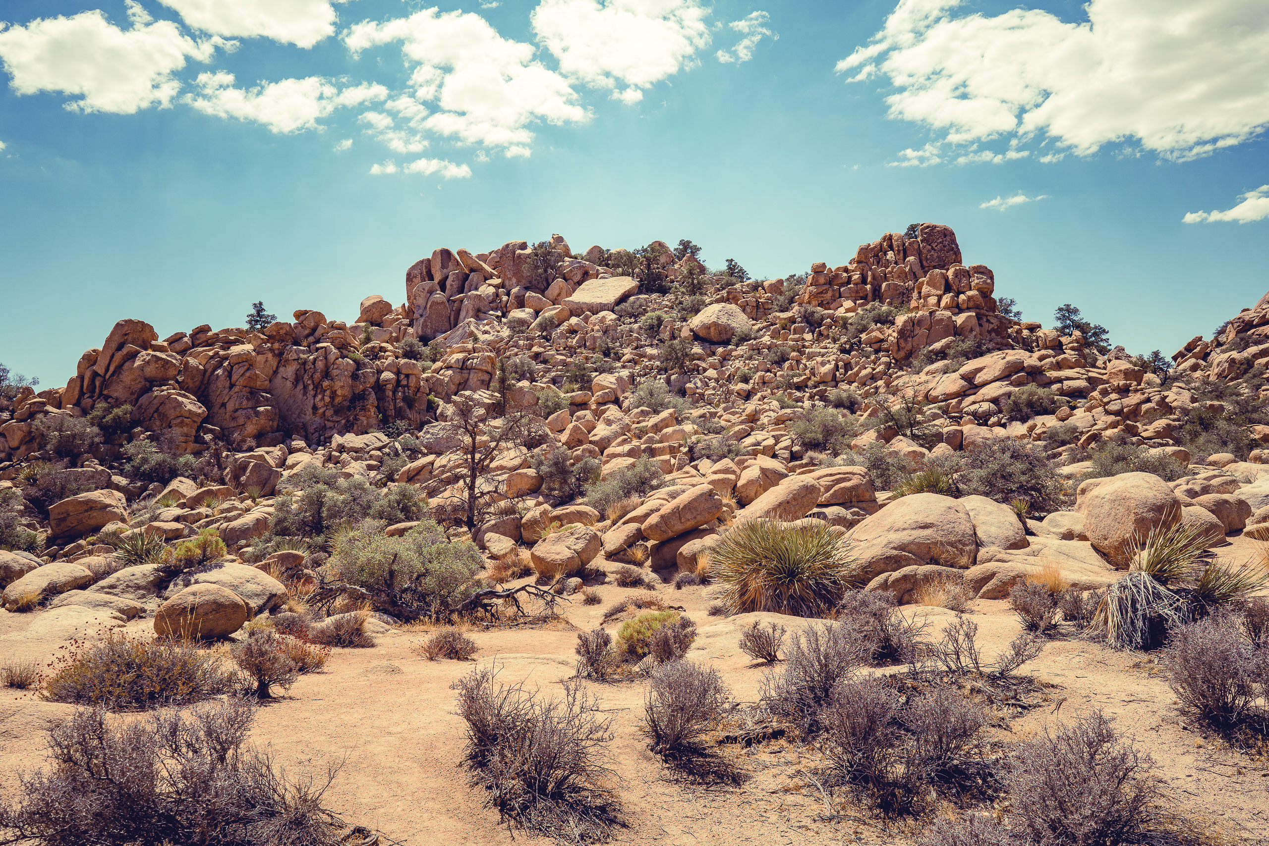 Joshua Tree — photograph 11 of 26, travel photography by Robert Bucher