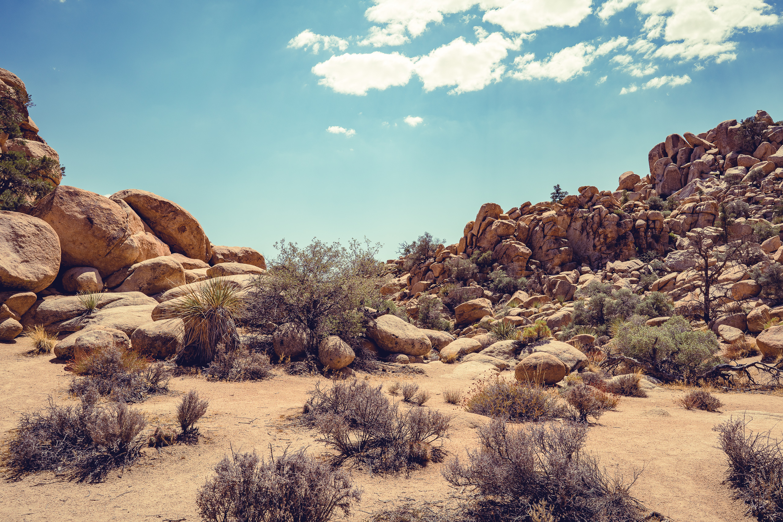 Joshua Tree — photograph 2 of 26, travel photography by Robert Bucher